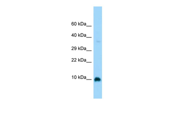 GNG4 Rabbit Polyclonal Antibody