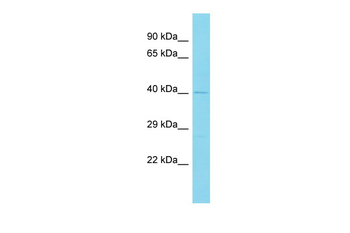 SAPCD2 Rabbit Polyclonal Antibody