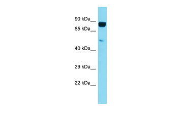 LILRB5 Rabbit Polyclonal Antibody
