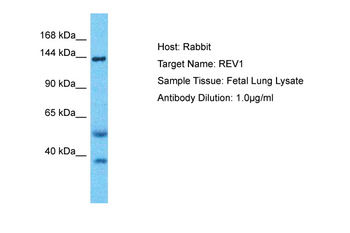 REV1 Rabbit Polyclonal Antibody