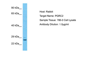 PGRMC2 Rabbit Polyclonal Antibody