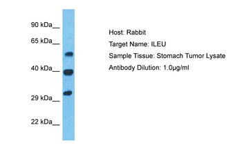 SERPINB1 Rabbit Polyclonal Antibody