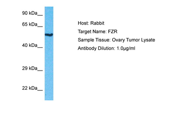 FZR1 Rabbit Polyclonal Antibody