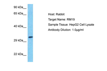 MRPL19 Rabbit Polyclonal Antibody