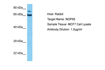 NOP56 Rabbit Polyclonal Antibody