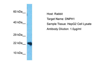 DNPH1 Rabbit Polyclonal Antibody