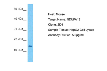 NDUFA13 Rabbit Polyclonal Antibody