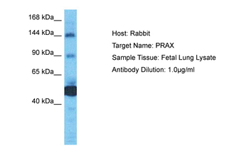 PRX Rabbit Polyclonal Antibody