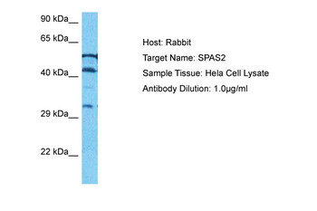 SPATS2 Rabbit Polyclonal Antibody