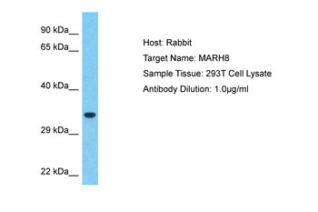 MARCH8 Rabbit Polyclonal Antibody