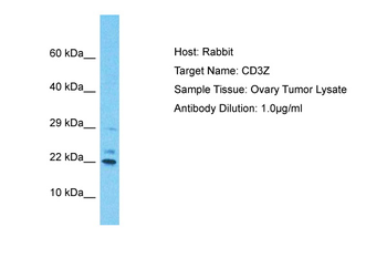 CD247 Rabbit Polyclonal Antibody
