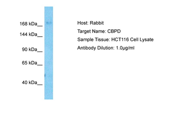 CPD Rabbit Polyclonal Antibody