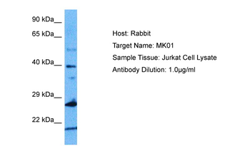 MAPK1 Rabbit Polyclonal Antibody