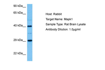 MAPK1 Rabbit Polyclonal Antibody