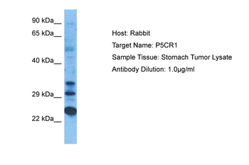 PYCR1 Rabbit Polyclonal Antibody