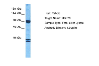 USP29 Rabbit Polyclonal Antibody
