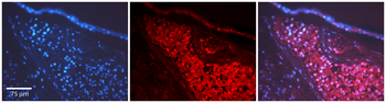 TH Rabbit Polyclonal Antibody