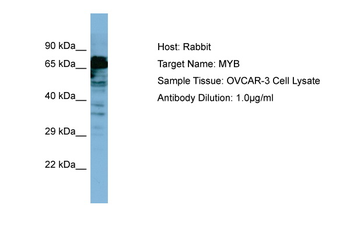 MYB Rabbit Polyclonal Antibody