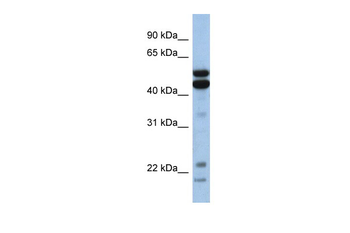 NFIL3 Rabbit Polyclonal Antibody