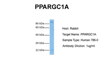PPARGC1A Rabbit Polyclonal Antibody