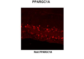 PPARGC1A Rabbit Polyclonal Antibody