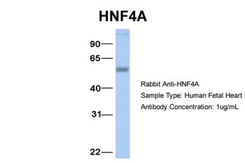 HNF4A Rabbit Polyclonal Antibody