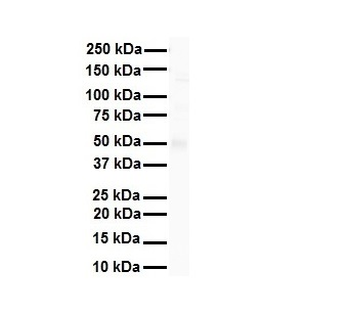 HNF4A Rabbit Polyclonal Antibody