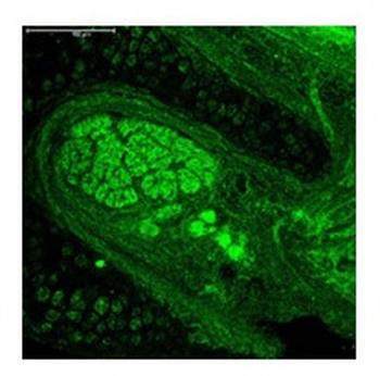 NEUROG1 Rabbit Polyclonal Antibody