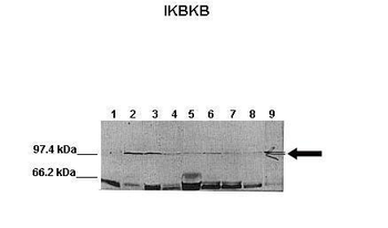 IKBKB Rabbit Polyclonal Antibody