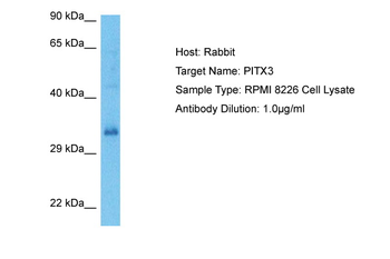 PITX3 Rabbit Polyclonal Antibody