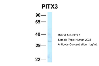 PITX3 Rabbit Polyclonal Antibody
