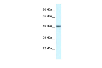 Pou4f3 Rabbit Polyclonal Antibody