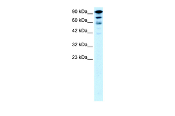 KIF5A Rabbit Polyclonal Antibody