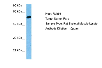RXRA Rabbit Polyclonal Antibody