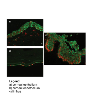 RBBP9 Rabbit Polyclonal Antibody