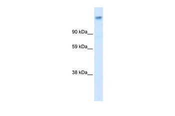 CACNA2D1 Rabbit Polyclonal Antibody