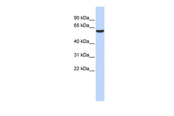 GABRB3 Rabbit Polyclonal Antibody
