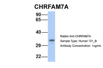 CHRFAM7A Rabbit Polyclonal Antibody