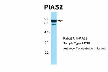 PIAS2 Rabbit Polyclonal Antibody