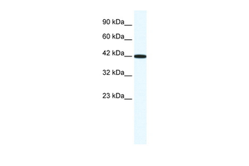 RXRG Rabbit Polyclonal Antibody