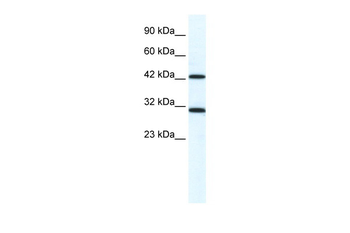 DDX39 Rabbit Polyclonal Antibody