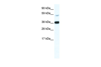 RELB Rabbit Polyclonal Antibody