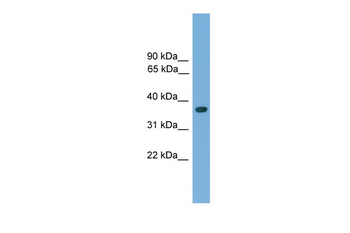 Hoxa1 Rabbit Polyclonal Antibody