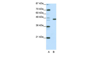 EGR4 Rabbit Polyclonal Antibody