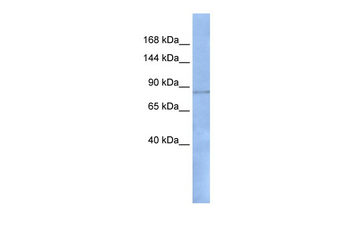RFX1 Rabbit Polyclonal Antibody