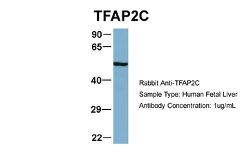 TFAP2C Rabbit Polyclonal Antibody