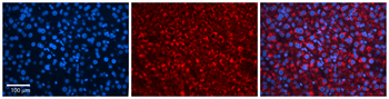 ZPR1 Rabbit Polyclonal Antibody