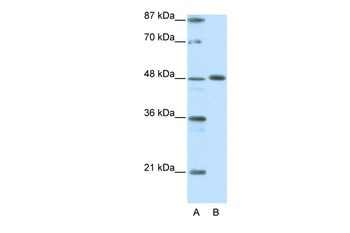 ZPR1 Rabbit Polyclonal Antibody