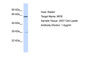 MYB Rabbit Polyclonal Antibody