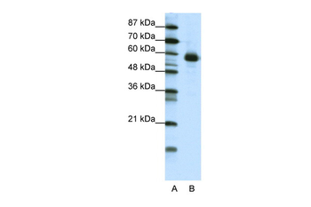NFIL3 Rabbit Polyclonal Antibody